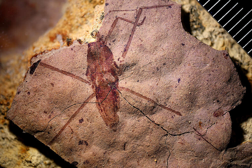 Image of water striders