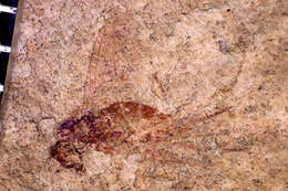 Image de Dolichopodidae