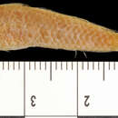 Plancia ëd Ctenogobius stigmaticus (Poey 1860)