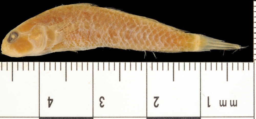 Image of Marked Goby