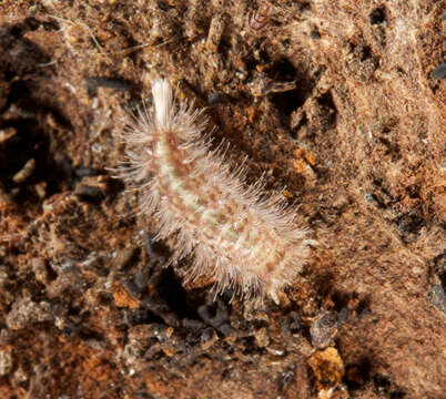 Image of Eudigraphis taiwaniensis Ishii 1990