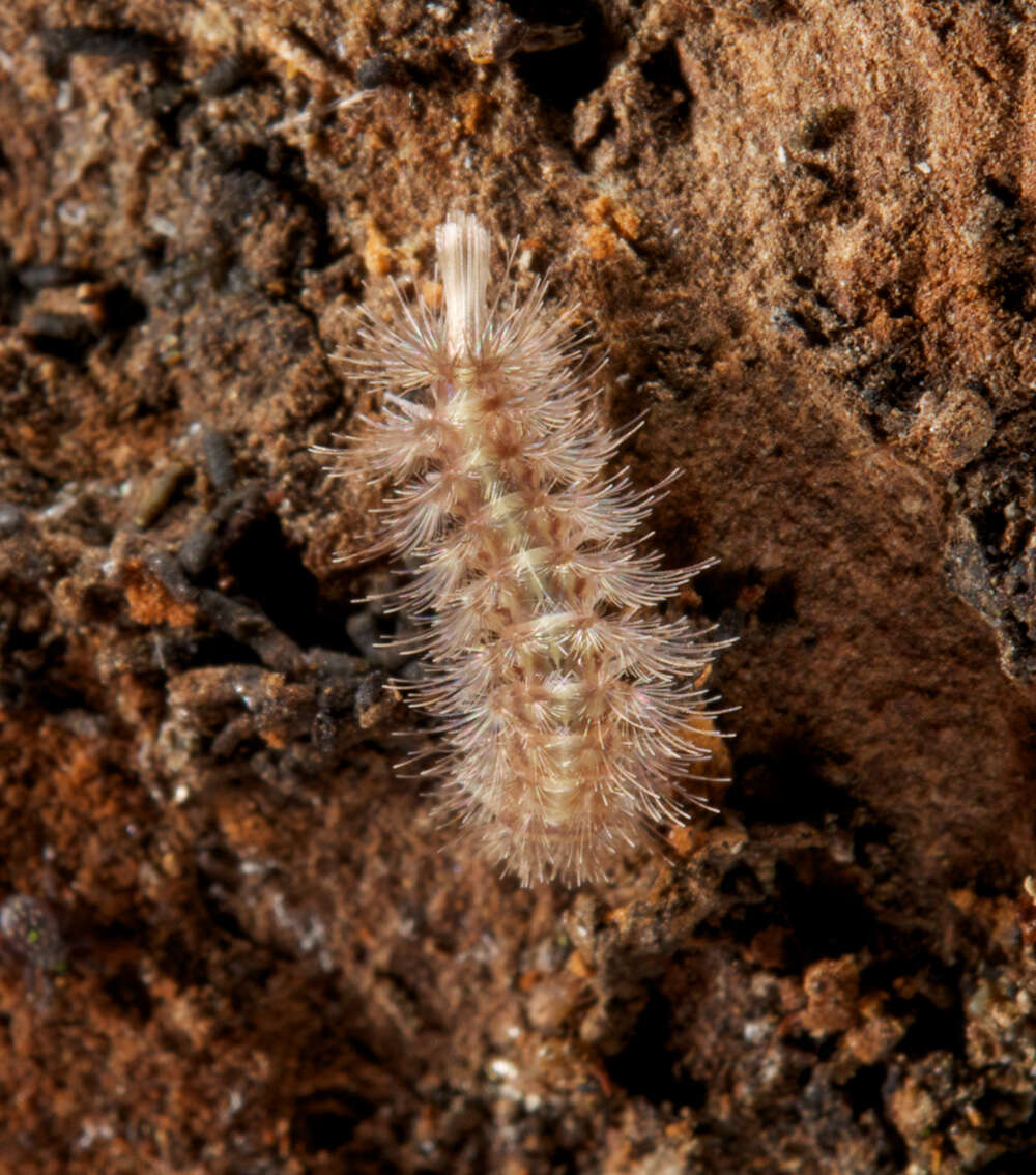 Image of Eudigraphis taiwaniensis Ishii 1990