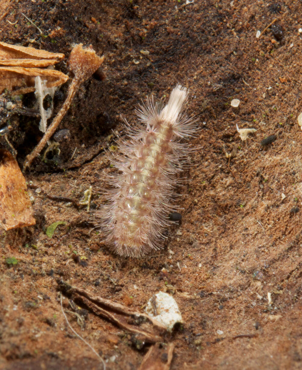 Image of Eudigraphis taiwaniensis Ishii 1990