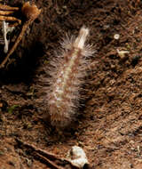 Image of Eudigraphis taiwaniensis Ishii 1990