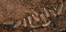 Image of Eudigraphis taiwaniensis Ishii 1990