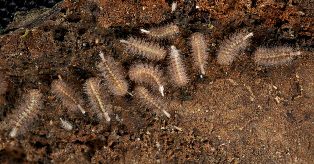 Image of Eudigraphis taiwaniensis Ishii 1990