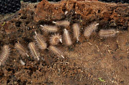 Image of Eudigraphis taiwaniensis Ishii 1990