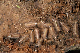 Image of Eudigraphis taiwaniensis Ishii 1990