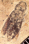 Image of Metallic Wood Boring Beetles