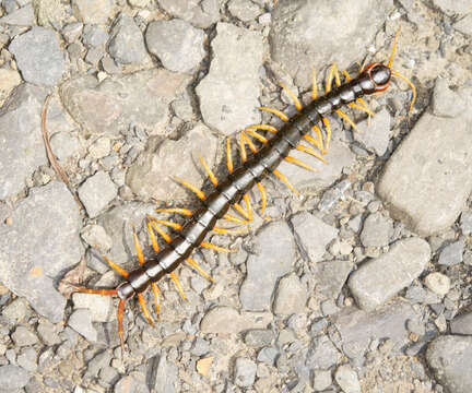 Image of Scolopendra subspinipes Leach 1816