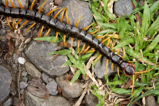 Image of Scolopendra subspinipes Leach 1816