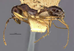 Image of Aphaenogaster beesoni Donisthorpe 1933