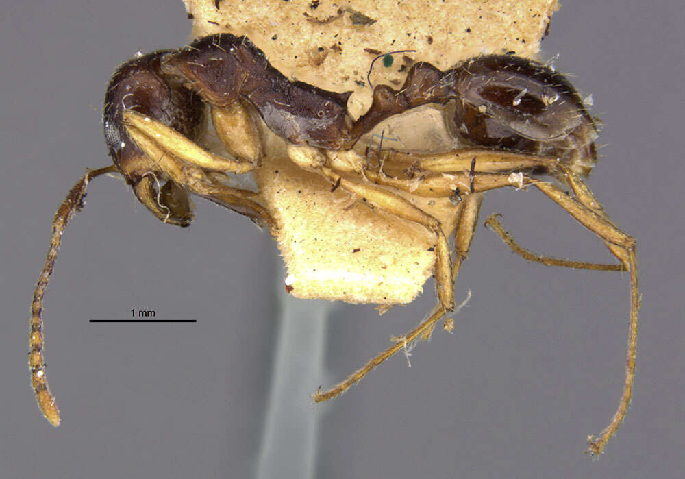 Image of Aphaenogaster beesoni Donisthorpe 1933