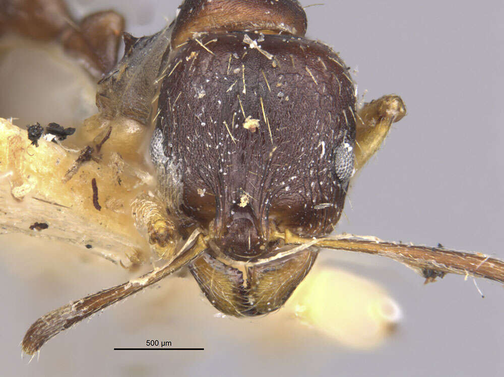 Image of Aphaenogaster beesoni Donisthorpe 1933