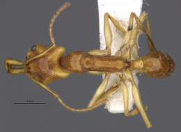 Image of Anochetus traegaordhi Mayr 1904