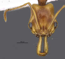 Image of Anochetus traegaordhi Mayr 1904