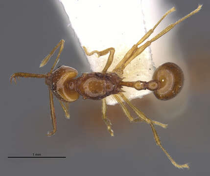 Image of Acanthognathus brevicornis Smith 1944