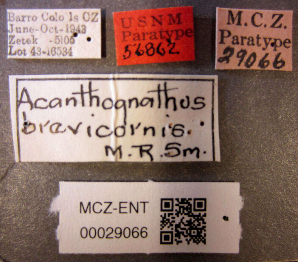 Image of Acanthognathus brevicornis Smith 1944