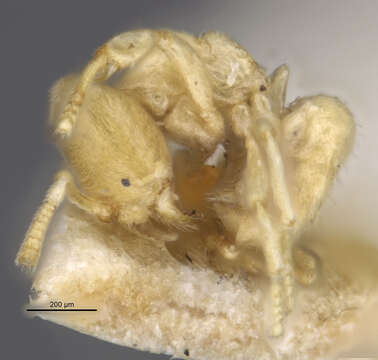Image of Acropyga pallida (Donisthorpe 1938)