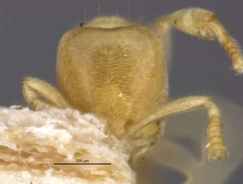 Image of Acropyga pallida (Donisthorpe 1938)