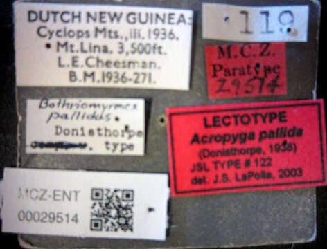 Image of Acropyga pallida (Donisthorpe 1938)