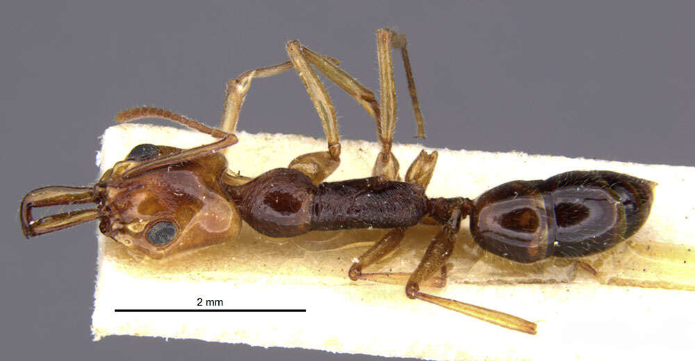 Image of Anochetus rufus (Jerdon 1851)