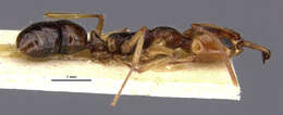 Image of Anochetus rufus (Jerdon 1851)