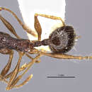 Image of Aphaenogaster haarlovi Collingwood 1961