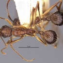 Image de Aphaenogaster exasperata Wheeler 1921