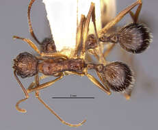 Image of Aphaenogaster exasperata Wheeler 1921