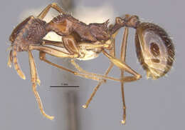 Image of Aphaenogaster exasperata Wheeler 1921