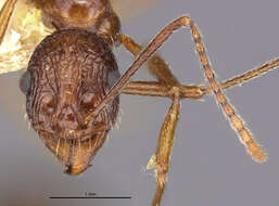 Image of Aphaenogaster exasperata Wheeler 1921