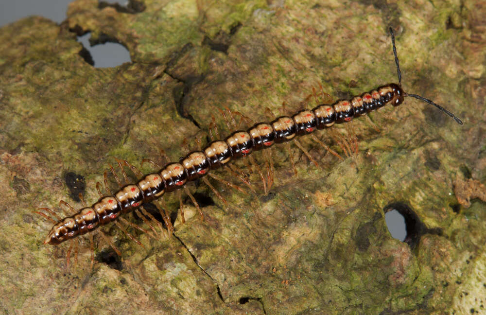 Image of Paradoxosomatidae