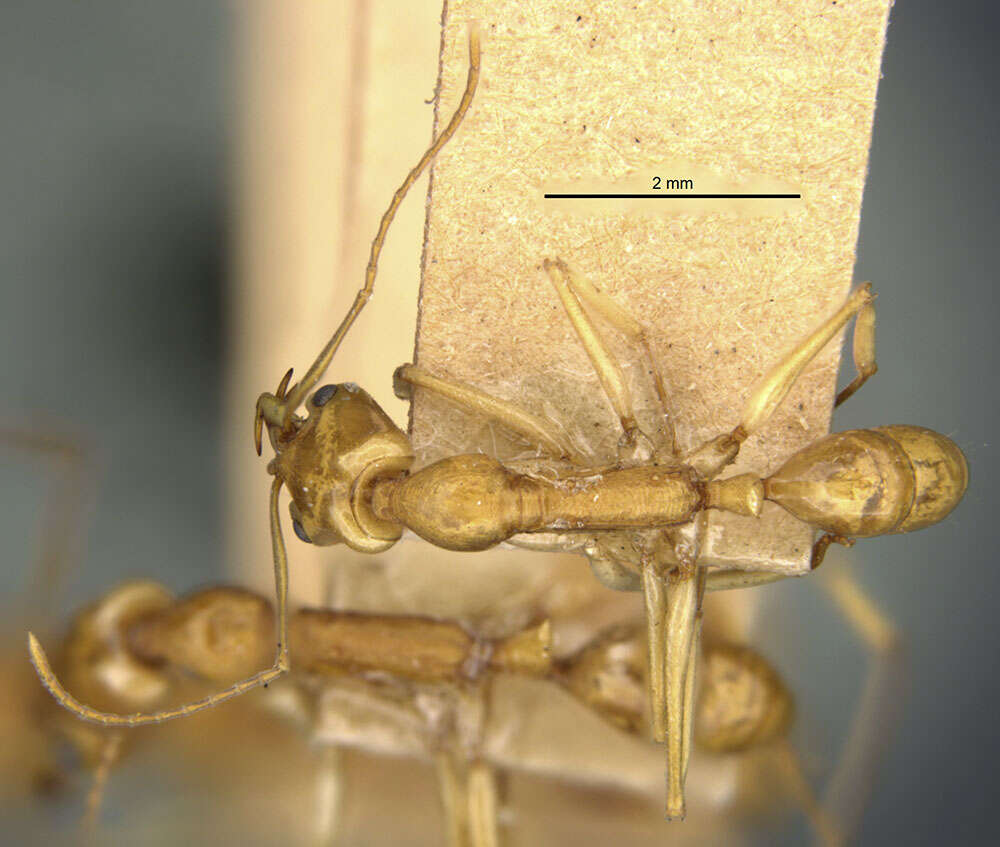 Image of Anochetus haytianus Wheeler & Mann 1914