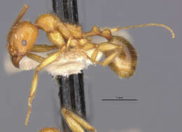 Image of Aphaenogaster crocea croceoides Forel 1890