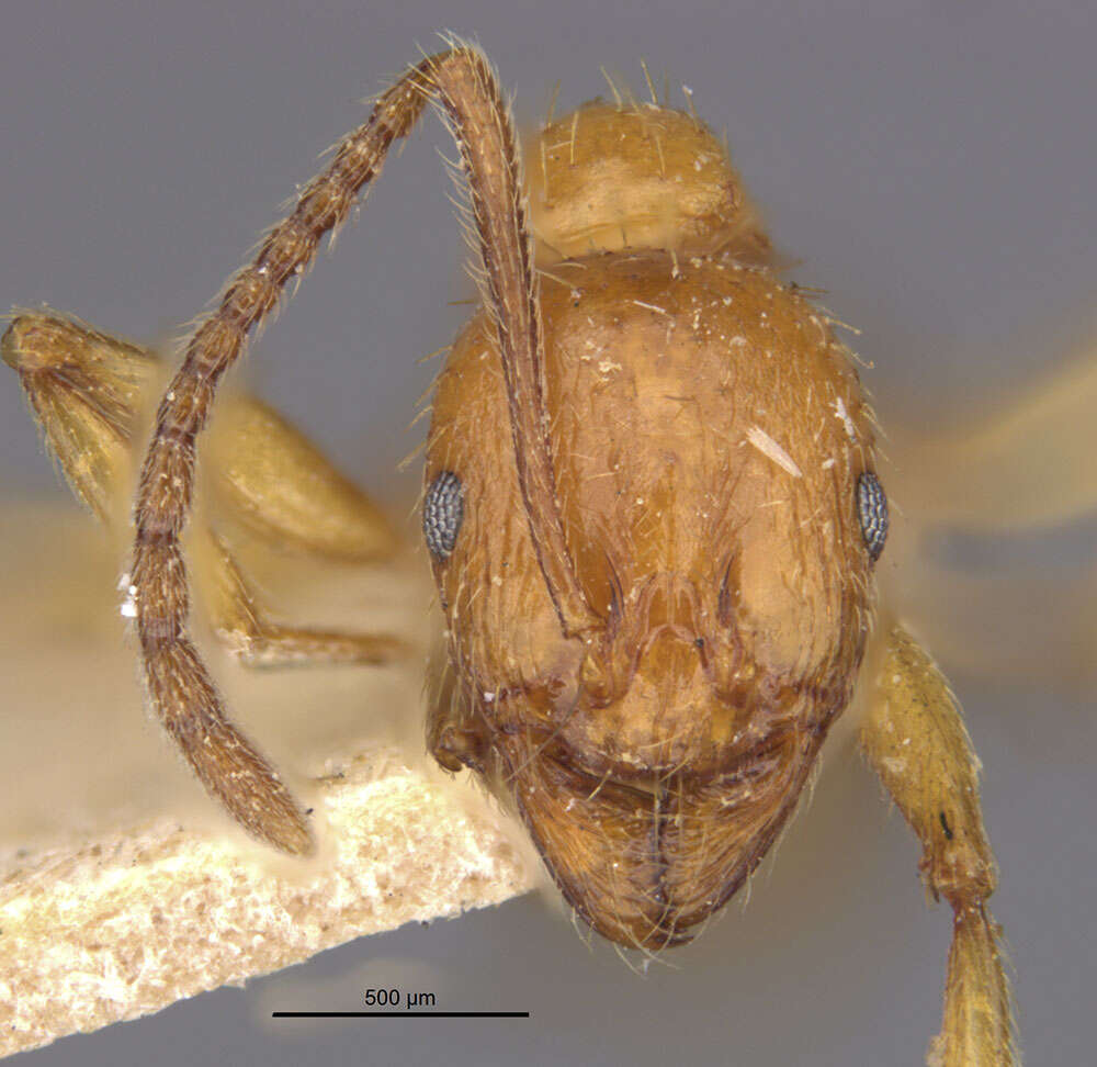 Image of Aphaenogaster crocea croceoides Forel 1890