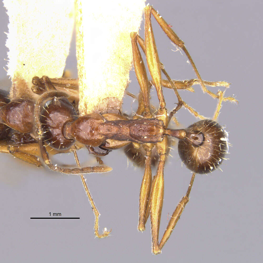 Image of Aphaenogaster famelica (Smith 1874)