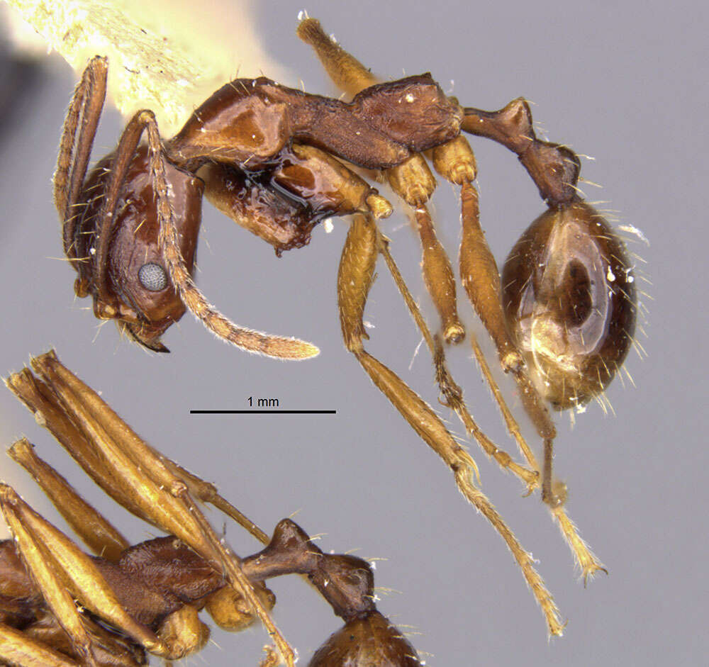 Image of Aphaenogaster famelica (Smith 1874)