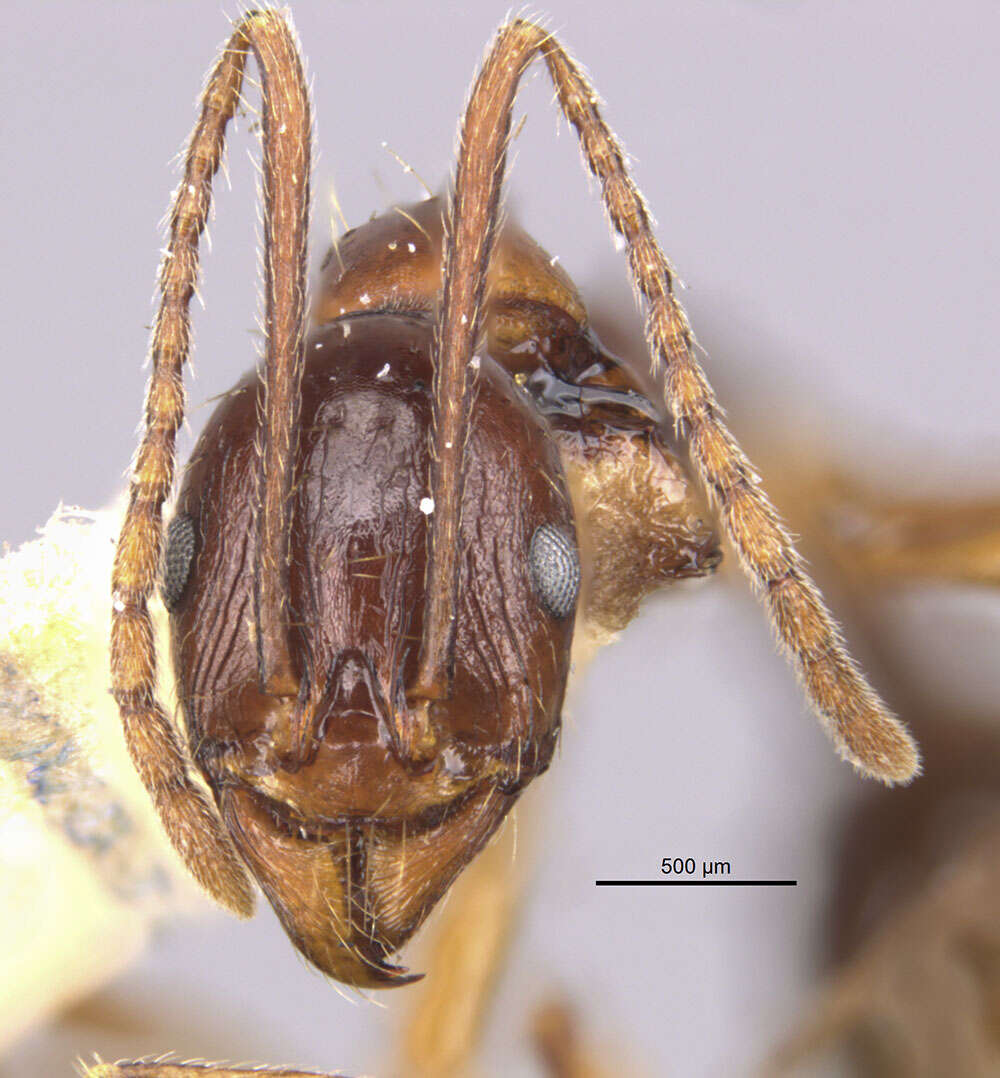 Image of Aphaenogaster famelica (Smith 1874)