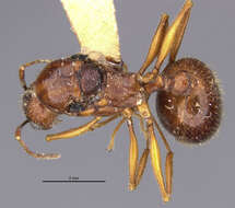 Image of Aphaenogaster famelica (Smith 1874)