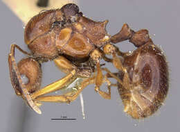 Image of Aphaenogaster famelica (Smith 1874)