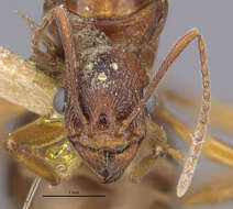 Image of Aphaenogaster famelica (Smith 1874)