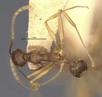 Image of Aphaenogaster famelica (Smith 1874)