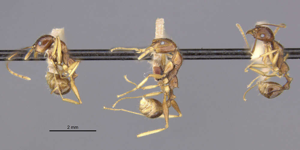 Image of Aphaenogaster famelica (Smith 1874)