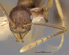 Image of Aphaenogaster famelica (Smith 1874)