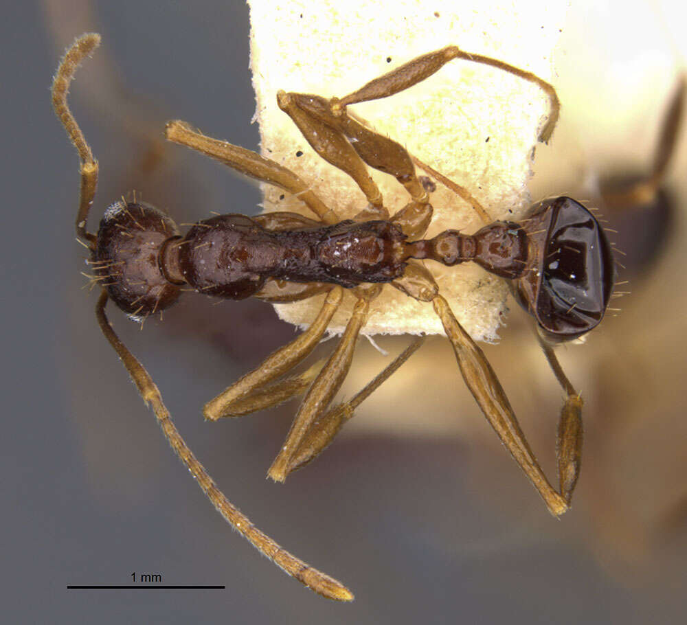 Aphaenogaster honduriana Mann 1922的圖片