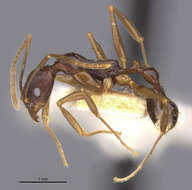 Aphaenogaster honduriana Mann 1922的圖片