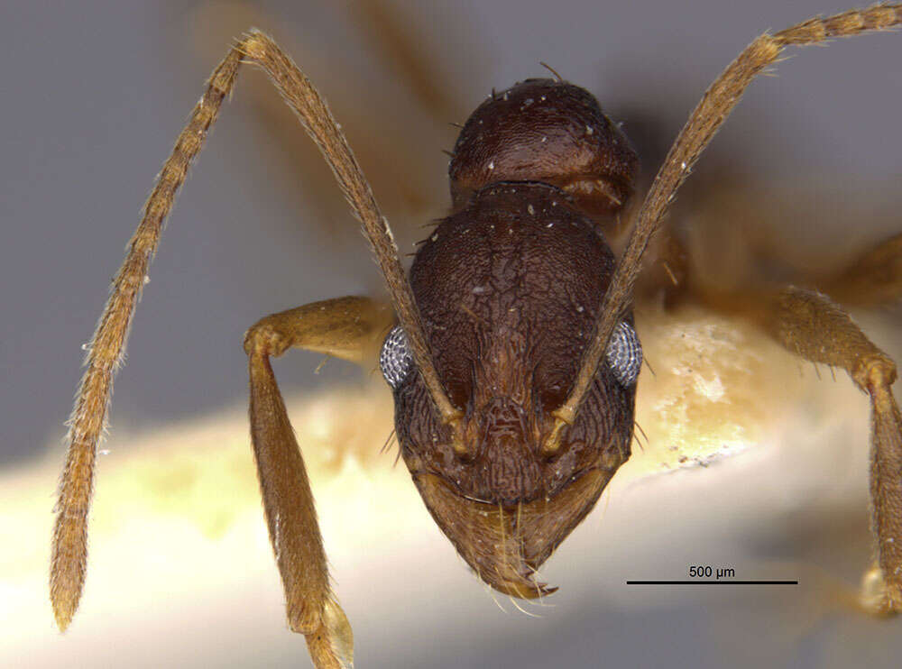 Aphaenogaster honduriana Mann 1922的圖片