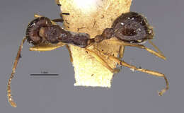 Image of Aphaenogaster beesoni Donisthorpe 1933