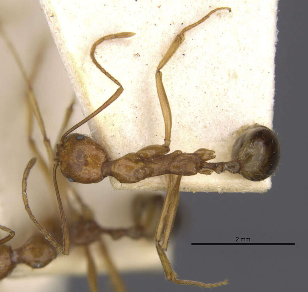 Image de Aphaenogaster kervillei Forel 1910